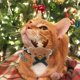 thumbnail image 4 of Paquete de 2 collares de Navidad para perros pequeños, cachorros, gatos, collares ajustables de algodón suave con muñecas de alce, accesorios de disfraces para mascotas, decoración para gatos, perros JAMW Sencillez, 4 of 4