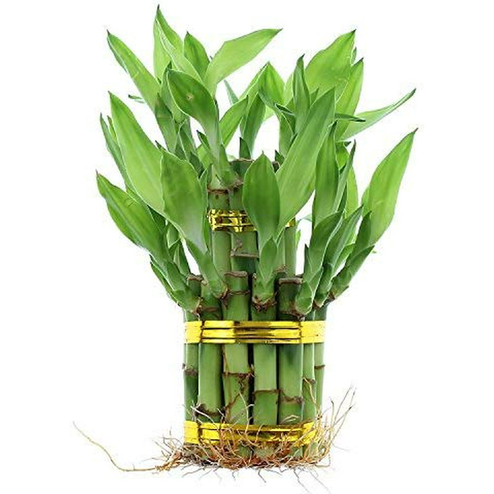 Live Lucky Bamboo 2 Tier Tower Indoor House Plant