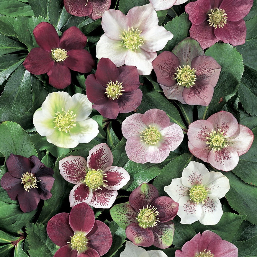 Royal Heritage™ Lenten/Christmas Rose Helleborus Shade Gallon Pot