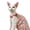 Pink, variant on HQREA Summer Sphynx Cat Clothes Shirts for Hairless Cat T-Shirts Outfits with Bow Heart Pattern Pet Vest for Cornish Devon