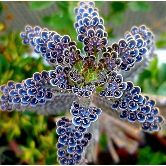 25 Mother Of Millions Seeds for Planting - Kalanchoe Tubiflora - Rare Kalanchoe - Succulent Flower Seeds