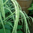 thumbnail image 2 of TomorrowSeeds - Top Pick Cream Pea Seeds - 50+ Count - For 2026 Planting Non-GMO Heirloom USA, 2 of 8