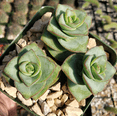 thumbnail image 5 of Crassula x Perforata 'Ivory Towers' Succulent Live Plant 2 Inch for Indoor Outdoor Home Office Garden Decor, 5 of 6