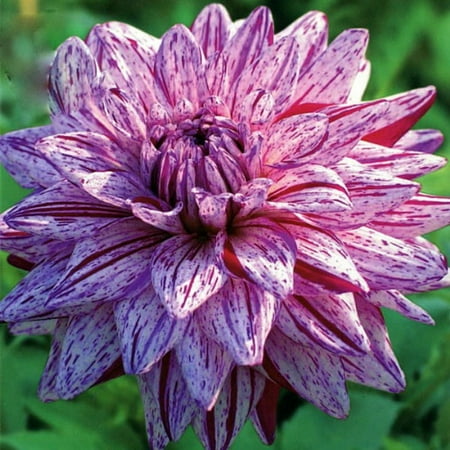 Blackberry Ripple Dahlia - 2 Root Clumps - Deep Violet! - Walmart.com