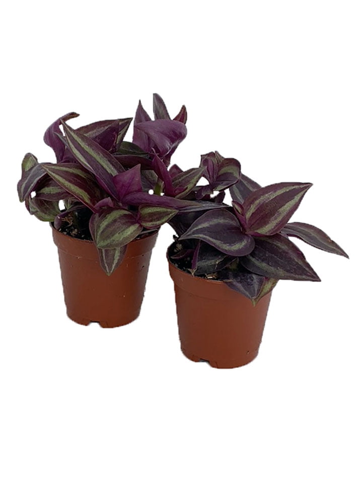 Burgundy Glow Wandering Jew 2 Plants 2&quot; Pots Easy to