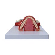 Axis Scientific Human Neck and Throat Anatomy Model | Life-Size Anatomical Model with Muscles, Arteries, Veins, Cartilage, and Bones | Includes Base -Color Product Manual