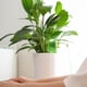 thumbnail image 5 of Dispositivo automático de riego para plantas con forma de pájaro | Sistema creativo de riego por goteo para macetas | Terracota y plástico transparente | Herramienta de infiltración para jardín, 5 of 9