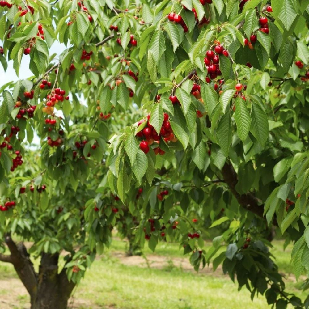 Expert Gardener 2-3 ft tall Tulare Fruiting Cherry Live Tree in 5-Gallon Grower Pot