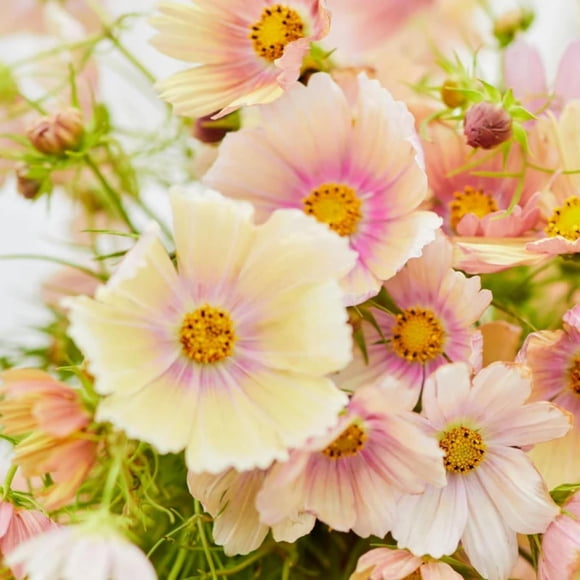 GSDWIUEW 500 Mix Cosmos Seeds, Open Pollinated, , Attracts Butterflies and Pollinators