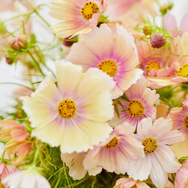 GSDWIUEW 500 Mix Cosmos Seeds, Open Pollinated, , Attracts Butterflies and Pollinators
