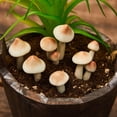 thumbnail image 3 of Decoración de jardín Taiyin con forma de hongos brillantes, 20 unidades, impermeables, de 2 a 4 cm, 3 of 6