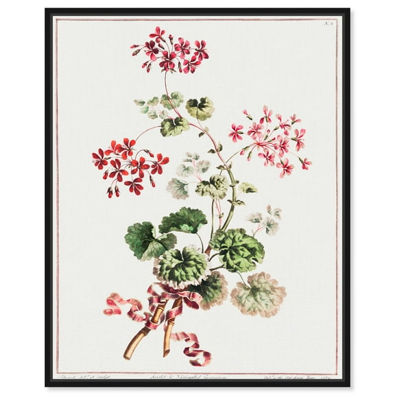 Carlet and Variegated Geranium (1801) Canvas Vintage Botanical by Art Remedy, Black Frame, 16 x 20