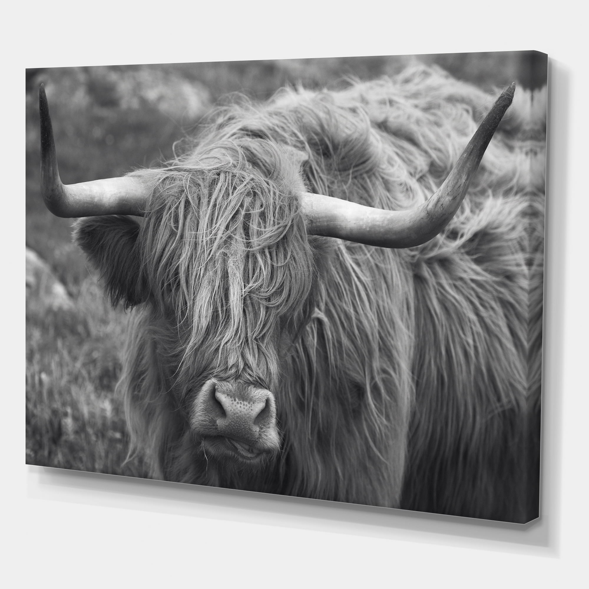 Designart ' Close Up Of Scottish Cow On Moorland I ' Farmhouse Canvas Wall Art Print