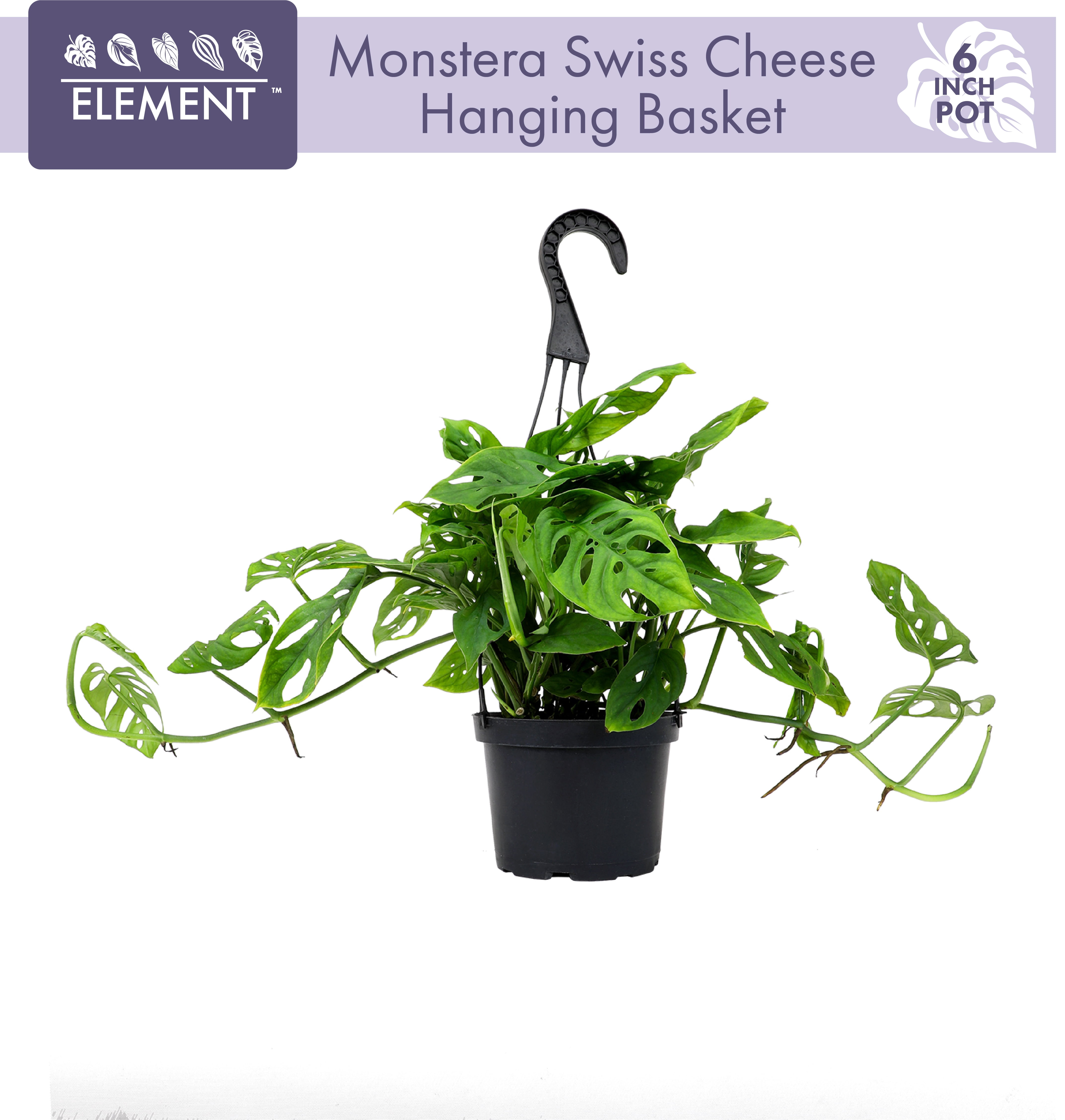 ELEMENT BY ALTMAN PLANTS 6" Swiss Cheese Plant Monstera Adansonii Live