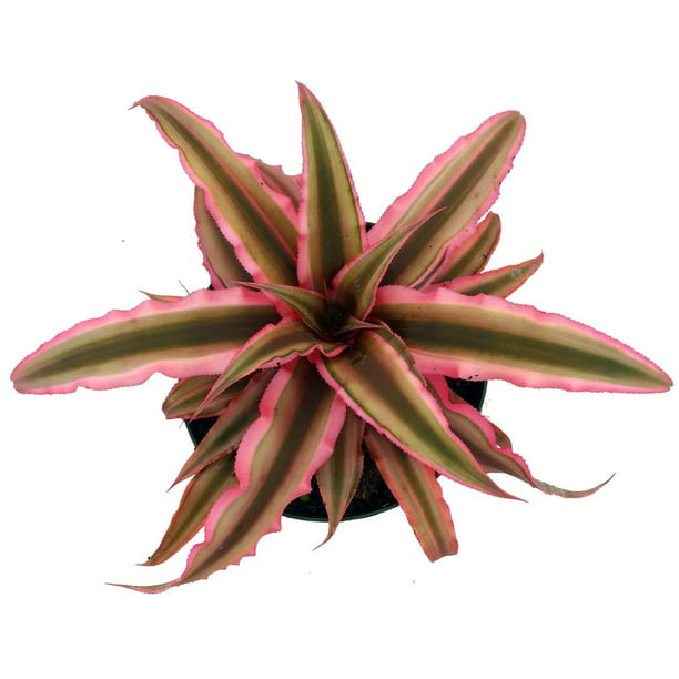 Pink earth star plant indoor care