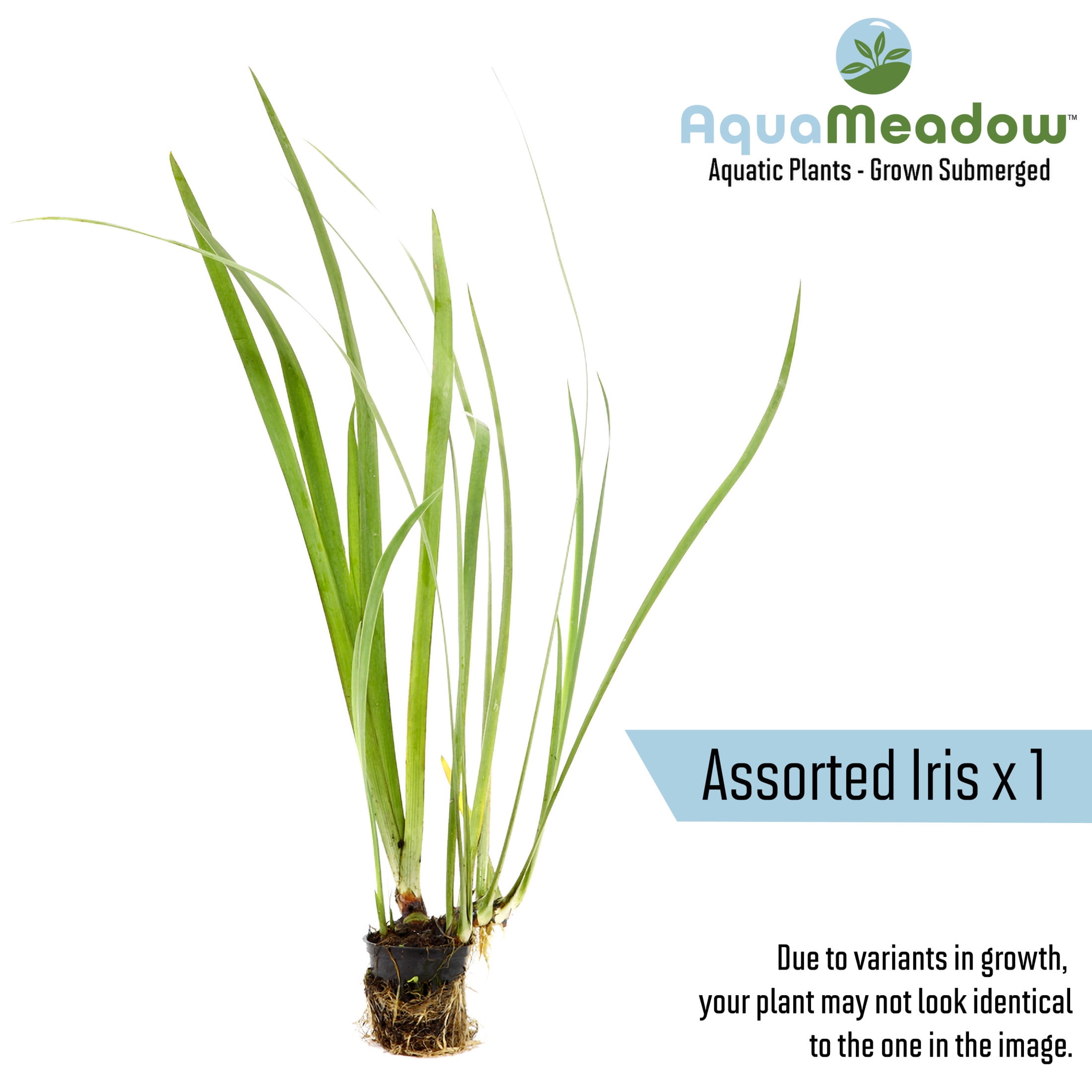 AquaMeadow Starter Pond Plant Bundle
