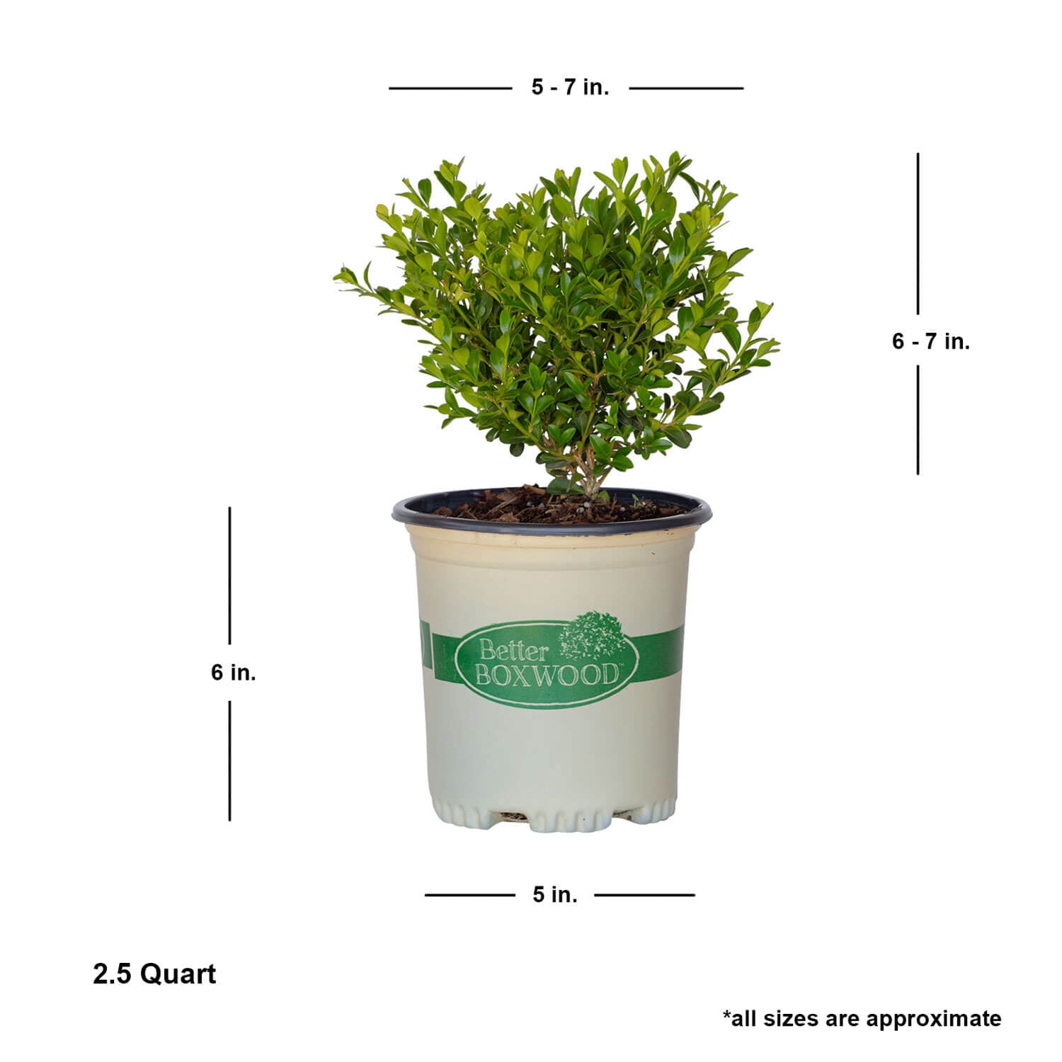 Better Boxwood Heritage (2.5 qt.) Evergreen Full Sun Perennial Shrub with Glossy Green Foliage