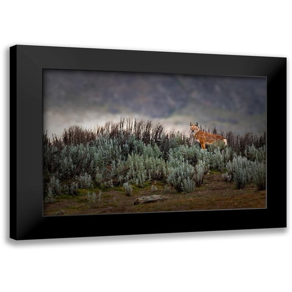 Marchegiani, Roberto 14x11 Black Modern Framed Museum Art Print Titled - Ethiopian Wolf