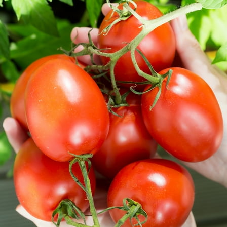 Earthcare Seeds - Tomato Roma VF 150 Seeds (Solanum Lycopersicum) Heirloom - Open Pollinated