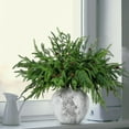 thumbnail image 3 of TETOU 6Pcs Norfolk Pine Branches with Pine Cones, 17.8"/45cm Artificial Xmas Norfolk Pine Branches for Christmas Indoor Outdoor Home Decor, 3 of 6