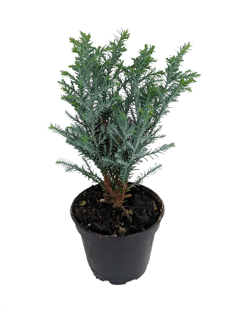 Blue European Cypress Christmas Tree Chamaecyparis Indoors/Out 2.