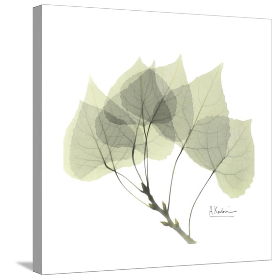Art.com Aspen Portrait Stretched Canvas Print Wall Art by Albert Koetsier, 24" x 24"