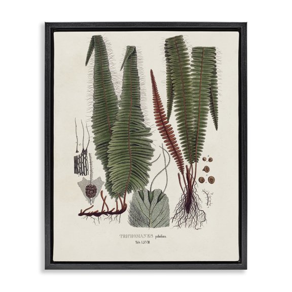 Stupell Industries Traditional Fern Latin Study Black Floating Frame Canvas Art, 25 x 31, by Vision Studio