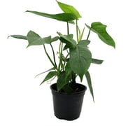 Panda Philodendron 4" Pot - Easy Houseplant - Low Light
