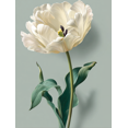 thumbnail image 1 of Cream Tulip Botanical Canvas Wall Art 15.75x11.81 Inches, 1 of 8