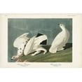 thumbnail image 2 of Audubon, John James 32x23 White Modern Wood Framed Museum Art Print Titled - Pl 418 American Ptarmigan, 2 of 4