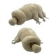 thumbnail image 1 of Oso de peluche de agua | Peluche de microbio marino de 25 cm | Peluche corto y suave con relleno de algodón PP | Regalo decorativo y antiestrés para niños y adultos, 1 of 6