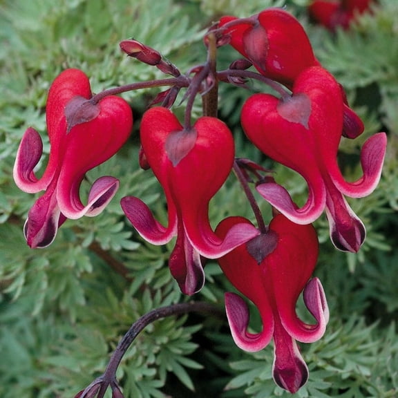 25 Bright Red Bleeding Heart Seeds