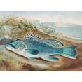 thumbnail image 2 of Kilbourne, Samuel 24x19 Gold Ornate Wood Framed with Double Matting Museum Art Print Titled - The Sea Bass, 2 of 4