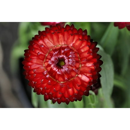- Canvas Print Plant Italicum Orange Bloom Flower Blossom Red Stretched Canvas 10 x 14