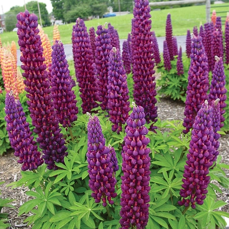 30 Seeds Masterpiece Lupine Seeds Lupinus Heirloom Flower Native Wildflower Pollinator Friendly Perennial
