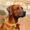 thumbnail image 3 of Soft Acrylic Pet Collar With For Small Cats And Dogs Comfortable Lightweight Adjustable Indoor Outdoor Use, 3 of 4