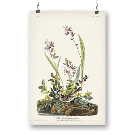 Field Sparrow Poster - John James Audubon Designs,