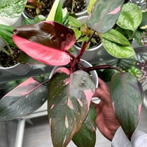 Pink Philodendron Live Plant, Philodendron Live Plant, Variegated Indoor Tropical Houseplant 4-8 Inches