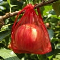 thumbnail image 4 of Fruit Protection Bags M 3.9x5.9in Organza Drawstring Red Insect Barrier Netting Pouches for Orchard Garden Farm Pest Prevention, 4 of 6