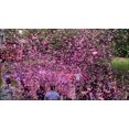thumbnail image 3 of King of Sparklers Easy To Use Gender Reveal Confetti Cannons, Pink 12 Inches 6 Sets, 3 of 4