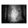 thumbnail image 3 of Tiptophomedecor Landscape Wallpaper Wall Mural - Forest Of Shadows, 3 of 4