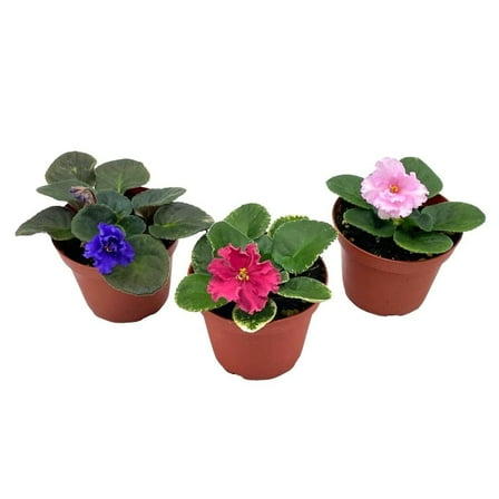 Harmony's African Violet Assortment Set, 4 inch pots 3 Different African Violets Plants, Saintpaulia Variety Assorted, Unique Homegrown Exclusive