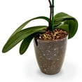 thumbnail image 4 of Premium Orchid Soil Mix by Gardenera Labs - Hand Mixed New Zealand Pinus Radiata 100% Natural Potting Soil Bark Mix - for Phalaenopsis Orchid - 5 Quart - Made in USA, 4 of 5