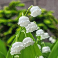thumbnail image 3 of Lily of the Valley Live Plant, Set 5 Dormant Roots, White Flower for Outdoor Planting, 3 of 5