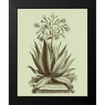 thumbnail image 2 of Munting, Abraham 12x14 Black Modern Framed Museum Art Print Titled - Vintage Aloe I, 2 of 5