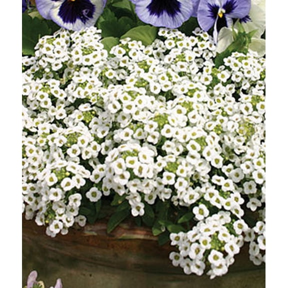 Toadstool Seeds 25 Snow White Sweet Alyssum, Hardy Flower Seeds for Hanging Baskets and Borders