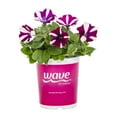 thumbnail image 2 of Wave 1QT Purple White Petunia Live Annual Plant Sun 5-Pack, 2 of 7