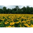 thumbnail image 5 of Expert Gardener 2QT Yellow Rudbeckia Live Perennial Plant Sun, 5 of 7