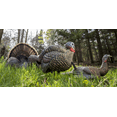 thumbnail image 3 of AVIAN-X LCD Half-Strut Jake Turkey Decoy | Durable Realistic Lifelike Collapsible Standing Hunting Decoy with Carry Bag & Stake, AVX8012, 3 of 7