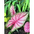 thumbnail image 4 of Blue Buddha Farm: Apple Blossom Caladium (2 Bulbs) - Easy to Grow Indoor or Outdoor Perennial Plant, 4 of 9